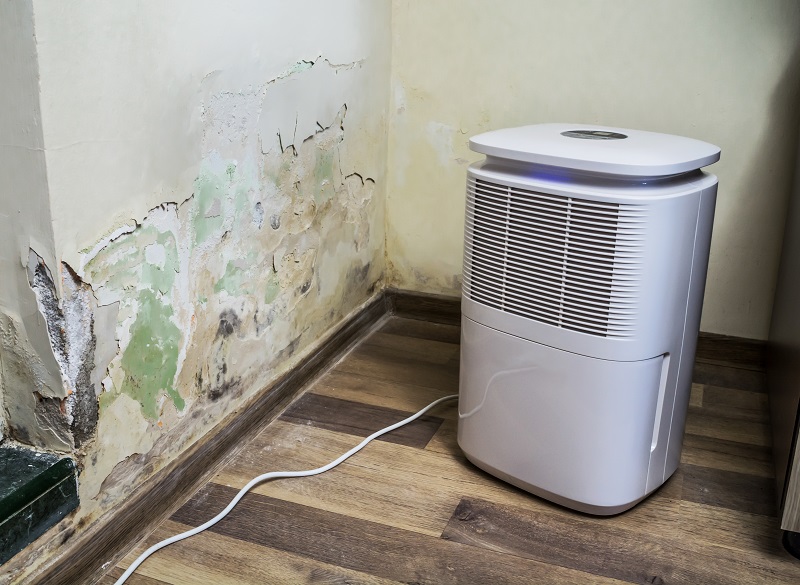 Mold Inspection Benefits for Homeowners and Business Owners